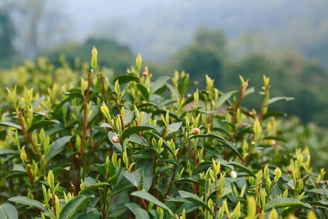 茶葉殺青采用超低氮蒸汽發(fā)生器，精準控制烘干溫度及濕度！